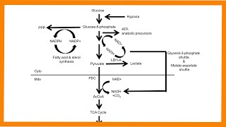 Glycolysis [upl. by Graehl253]