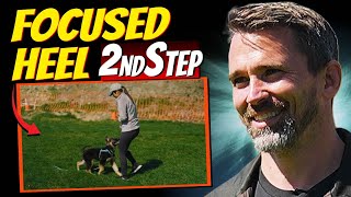 Teaching Your Dog a Focused Heel Step 2 [upl. by Etteroma]