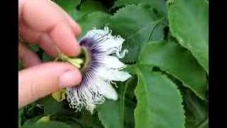 hand polinating passionfruit flower [upl. by Anuaf]