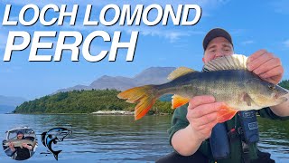 Chasing BIG Perch Exploring Loch Lomond  Scotland [upl. by Areema]