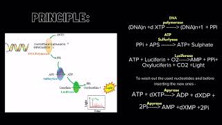 Pyrosequencing [upl. by Breana]