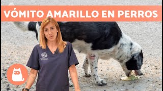 ¿Por qué mi PERRO VOMITA AMARILLO 🐶 Causas y Tratamiento [upl. by Poliard]