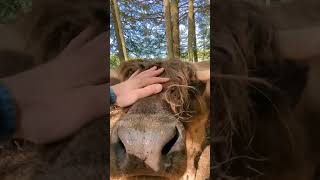 Beaverwood Farm Swan Lake NY Cows [upl. by Hubert]