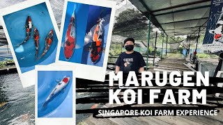 Singapore Koi Farm  Marugen Koi Farm Experience [upl. by Nuahsyt481]