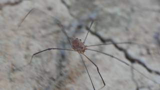 Harvestmen crawl around on sandy shore [upl. by Arlan]