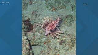 Invasive sea creatures showing up in SC waters [upl. by Amilah]