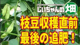 枝豆を太らせる追肥。枝豆の収穫2週間前、枝豆のサヤと豆を太らせるため、最後の追肥はリン酸成分の多い液肥にした。 [upl. by Arakal85]