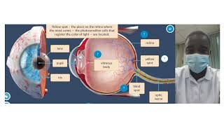 Human Eye Structure Simulation  Science Experiment  Virtual Lab Simulation [upl. by Attenohs675]