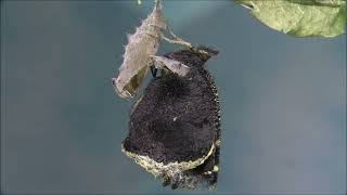 The spiny elm caterpillar and the mourning cloak butterfly [upl. by Sapphire603]