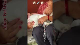 First vaccine of our furry friend shorts shortsvideo dogs doglover science viralvideo [upl. by Asssilem985]