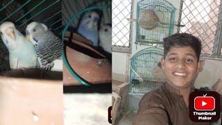 Budgies ka 2 new pairs a gay 😍 [upl. by Bunnie492]