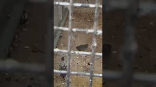 New Bobwhite Quail In Aviary  Thornes Park birds avian nature [upl. by Roshan]