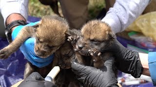 Crossfostering Mexican Wolves [upl. by Kwang223]