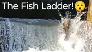 Salmon Run  The fish ladder salmonrun nature fishing livestream [upl. by Congdon]