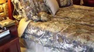 Realtree AP Camo Bedding Set [upl. by Odracir]