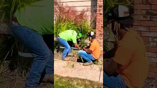 Oddly satisfying cutting down these huge ornamental grasses 💪🏼 [upl. by Divan631]