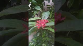 Ixora flowers  beautiful ixora plant flowers  nuru varahala pulu red flower  short videos [upl. by Aneetsyrk390]