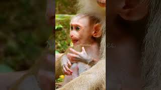 Monkey Families 5 shorts animals sovanna monkeytemple [upl. by Edahc]