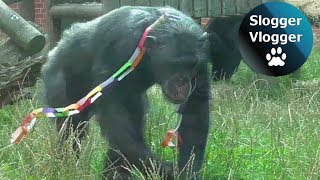 Chimpanzees Get Excited Over Birthday Party [upl. by Trumann583]