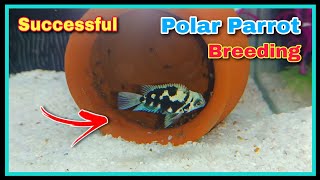 Successful Polar Parrot Fish Breeding Tutorial 😍😍  Breeding Cichlid Fish at Home [upl. by Deirdra]