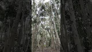 Lysterfield Lake  VIC AUSTRALIA park lake gumtrees denseforest birds nature asmr relax [upl. by Hallerson]