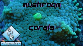 Mushroom coral care and tips [upl. by Enoval91]