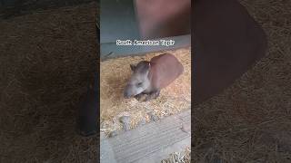 South American Tapir shorts youtubeshorts dublinzoo animalsanimal animallover tapir bushcow [upl. by Airpal]