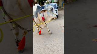 Cow out of control shorts viralvideo trending animals cow [upl. by Maureen]