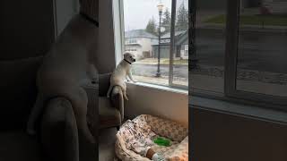 Dog’s Distinguished Gentleman Pose While Watching the Street [upl. by Gazzo460]