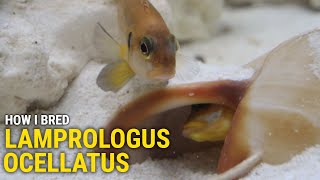 How I Bred Lamprologus Ocellatus At Home [upl. by Cappella353]