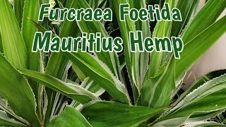 Furcraea Foetida  Mauritius Hemp  Green—Aloe  Description [upl. by Yeleek685]