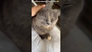 Coco is super possessive about her mommy love ♥️😄 catvideo catvideos funnycatvideos ytshorts [upl. by Fiona]