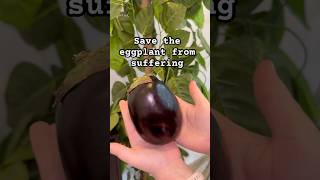 Save the eggplant from suffering 😭 [upl. by Nirhtak357]