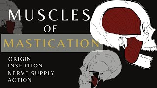 Muscles of Mastication  Gross Anatomy and Physiology Temporalis  shorts anatomyandphysiology [upl. by Sybila]