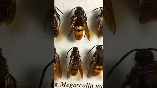 COLLECTION OF HORNETS WASPS BEES BUMBLEBEES Vespidae Scoliidae Apidae Megachilidae entomology [upl. by Evilo479]