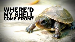 How Turtle Shells Evolved [upl. by Xavler474]