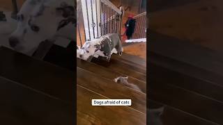 Dogs Terrified of Cats  Funniest Reactions Compilation funnydogs catsvsdogs hilariousanimals [upl. by Corotto]