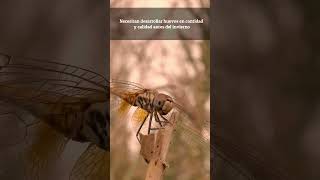 Libélula Trithemis annulata cazador nature cazando wildlife libelula [upl. by Yevad]