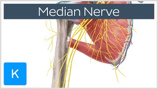 Median Nerve  Course Distribution amp Branches  Human Anatomy  Kenhub [upl. by Maher526]