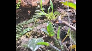 Ranitomeya fantastica jeberos mating [upl. by Jerrome]