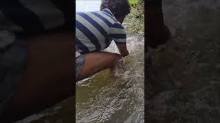 How to catch shrimp in river  shrimp hunting shorts shrimp hunting wildkitchen food [upl. by Strain]