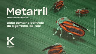 Metarril Metarhizium anisopliae E9 Dose certa no controle da cigarrinhadaraiz [upl. by Nireil]