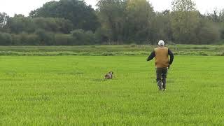 Field sur bécassines octobre 2022 Marais du Cotentin [upl. by Wanfried]