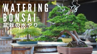 How to Water Your Bonsai Part One  BonsaiU [upl. by Atikaj]