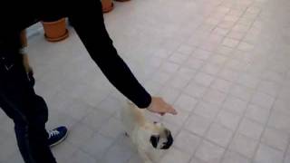 Laddestramento di Lancillotto il carlino Pug 3 MESI training [upl. by Ahsetan]