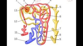 Regulation of Glomerular Filtration Rate [upl. by Eltsryk]