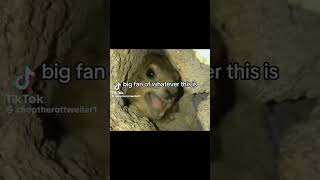 hyrax screaming mama [upl. by Kerstin115]