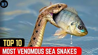 TOP 10 MOST VENOMOUS SEA SNAKES seacreatures snake [upl. by Notlrac]