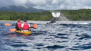 Ocean safari at Masoala Forest Lodge  humpback whales from a kayak [upl. by Toole581]