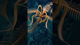 NEW DISCOVER SPECIES FEATHER STAR [upl. by Novehs340]